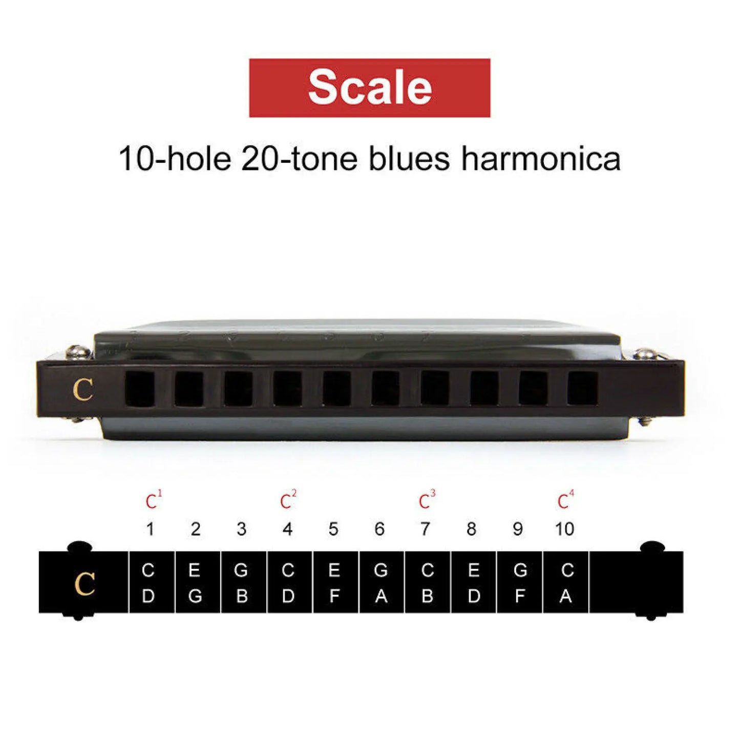 10 Hole C Harmonica Blues Harp Phosphor Bronze Reeds Beginner Case Kit